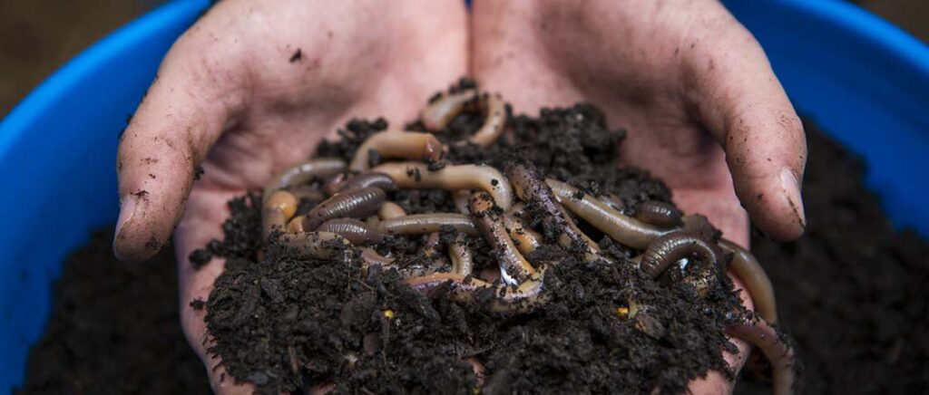 Choosing the Right Vermicompost Fertilizer Exporter in Qatar