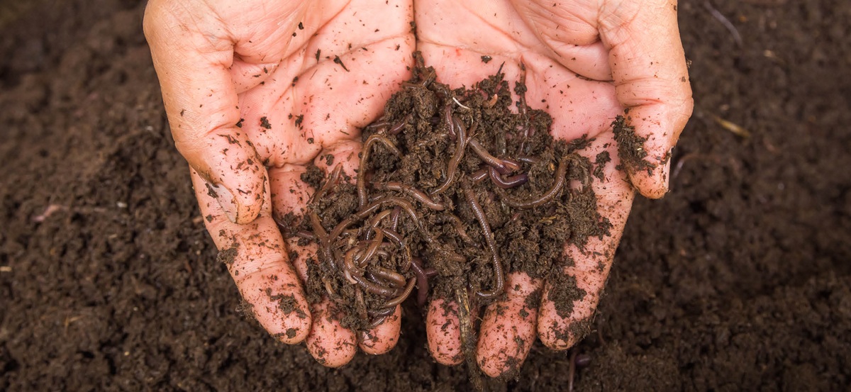 Your Guide to Reliable Vermicompost Fertilizer Exporters in Egypt