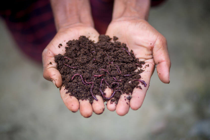 Find the Best Vermicompost Fertilizer Supplier in Qatar – Choose Sowgreen