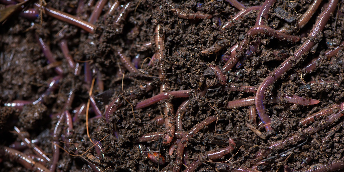 Leading Vermicompost Fertilizer Supplier in Egypt: A Sustainable Farming Solution